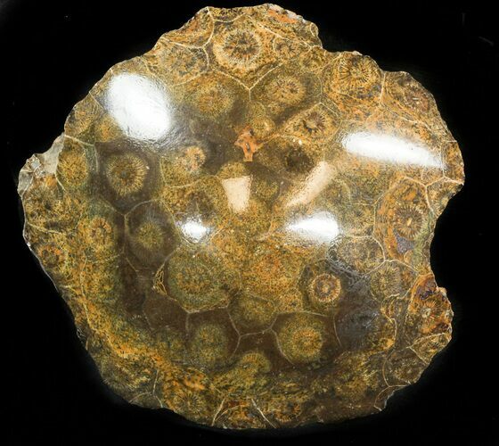 Polished Fossil Coral Head - Morocco #44921
